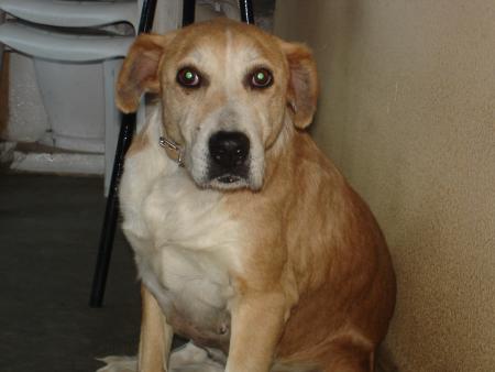 Lali ma chienne
